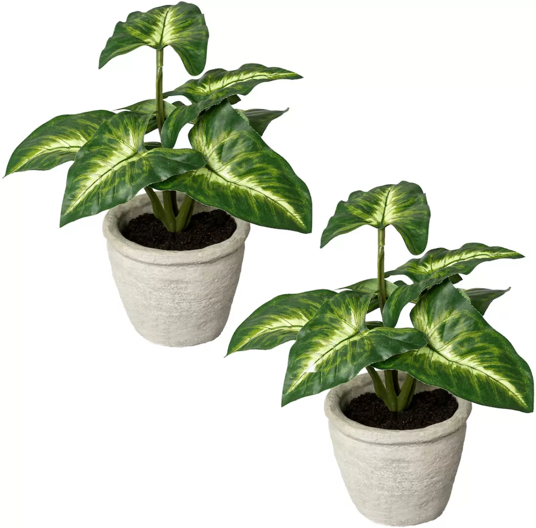 Creativ green Künstliche Zimmerpflanze "Blattpflanze Syngonium", im Zementt günstig online kaufen
