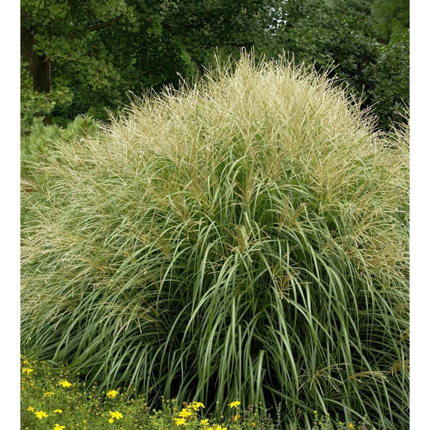 Chinaschilf Yakushima Dwarf - XXXL Topf - Miscanthus sinensis günstig online kaufen