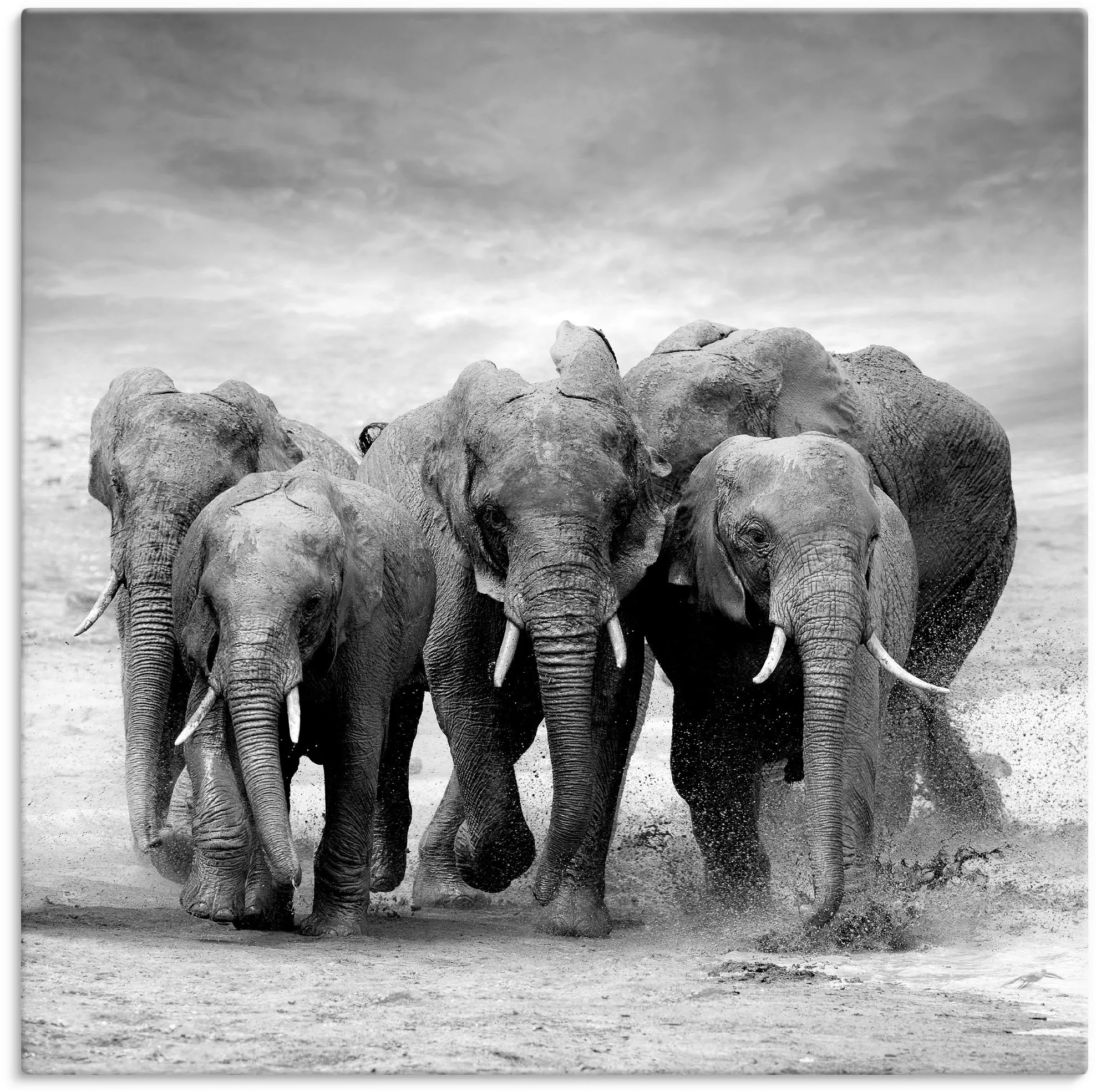 Artland Wandbild »Elefanten«, Wildtiere, (1 St.), als Leinwandbild, Poster, günstig online kaufen