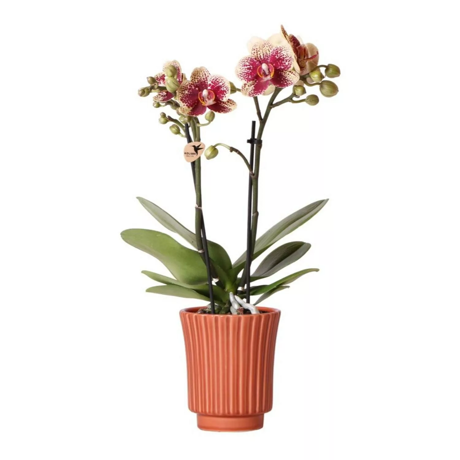 Kolibri Orchids Gelbe Rote Phalaenopsis Orchidee Spanien im Retro Dekotopf günstig online kaufen