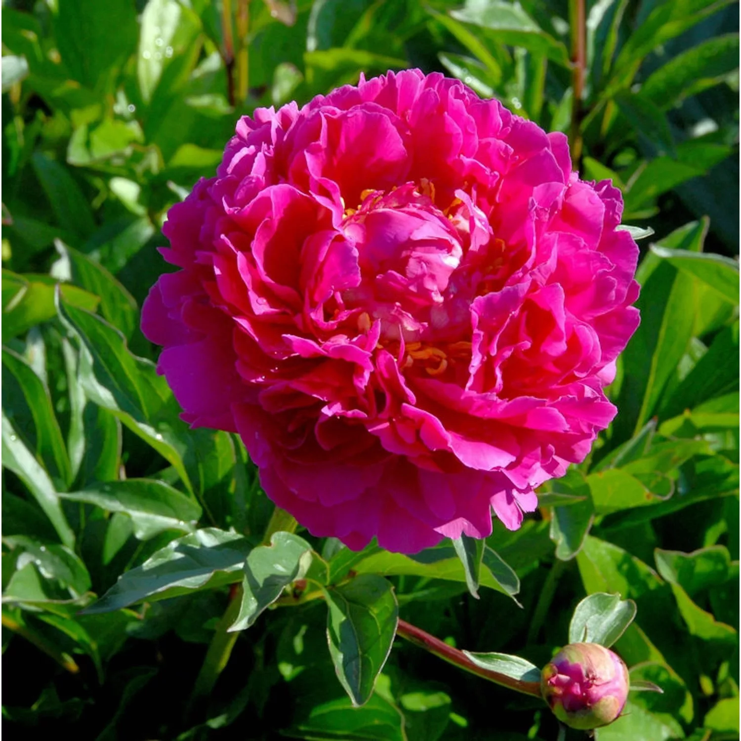 Edelpfingstrose Karl Rosenfield - Paeonia lactiflora günstig online kaufen