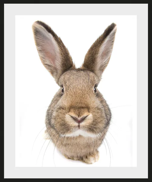 queence Bild "Algot", Hase-Hasen-Foto-Kunst-Haustiere, (1 St.), HD Premium günstig online kaufen