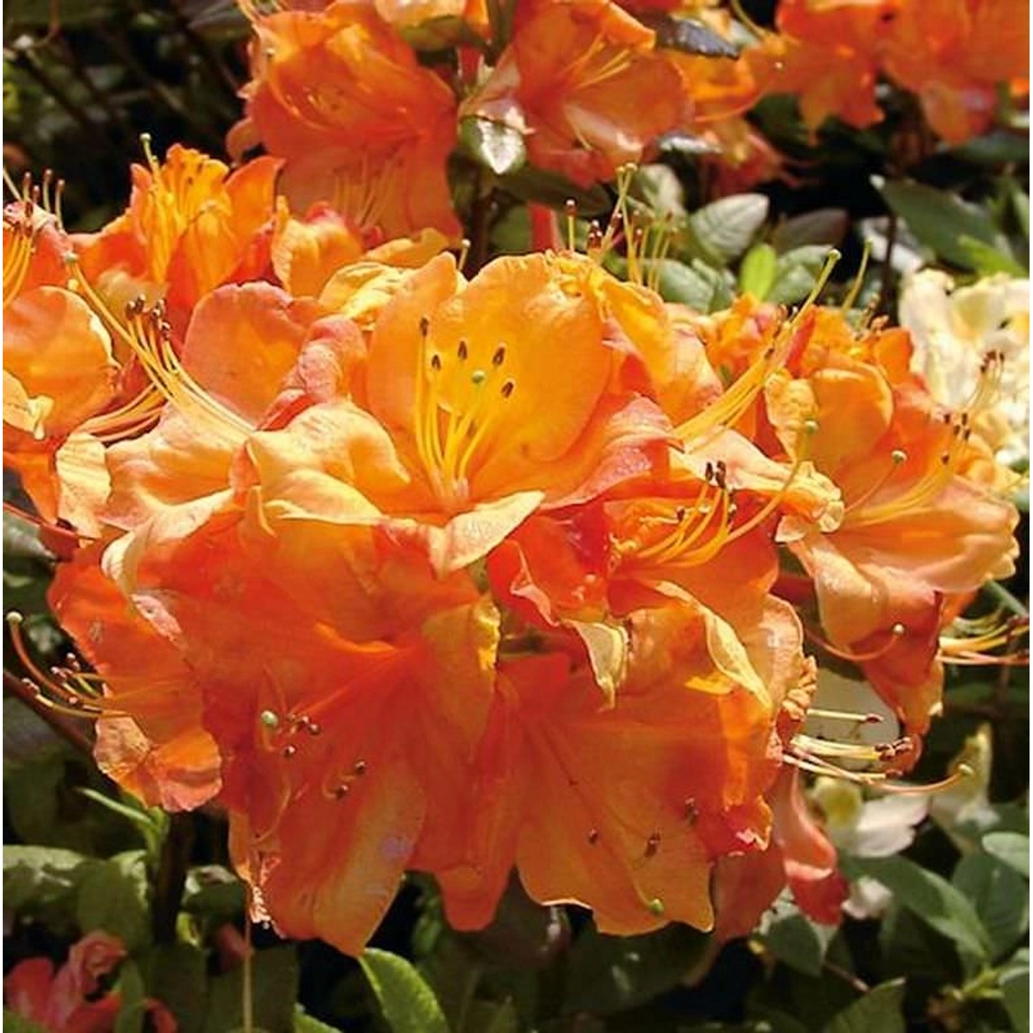 Azalee Glowing Embers 40-50cm - Rhododendron luteum - Alpenrose günstig online kaufen