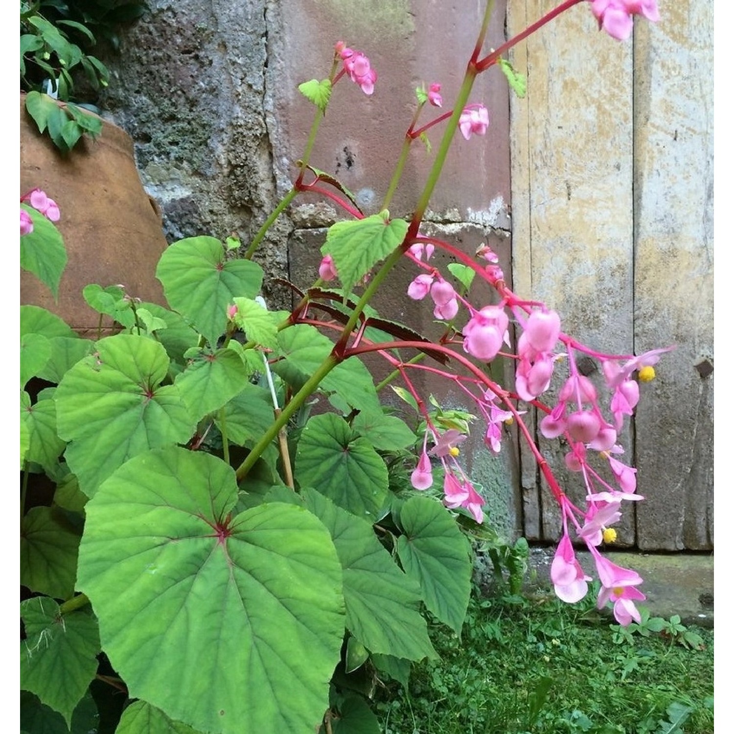 Japan Schiefblatt - Begonia grandis günstig online kaufen