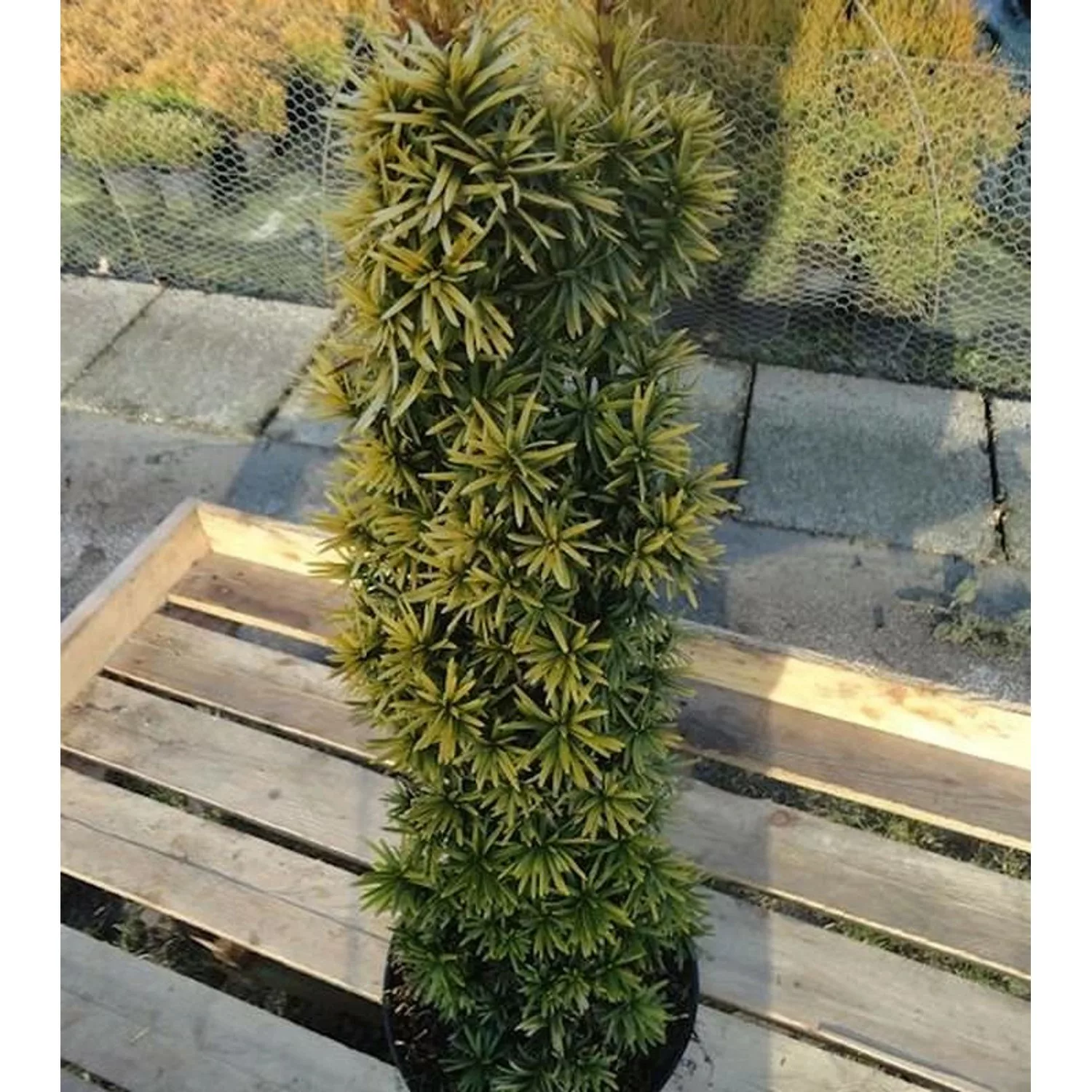 Gelbe Säulen Eibe Standishii 40-50cm - Taxus baccata günstig online kaufen