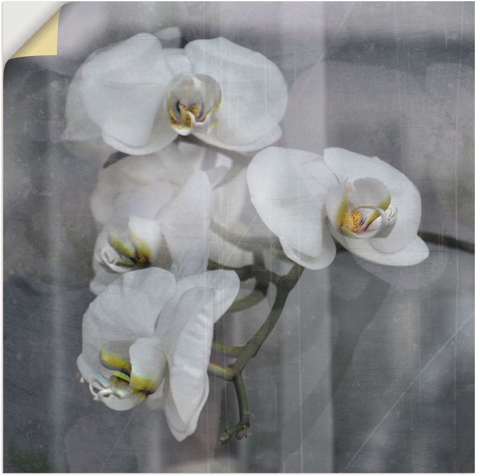 Artland Wandbild "Weisse Orchideen - white Orchid", Blumen, (1 St.), als Le günstig online kaufen