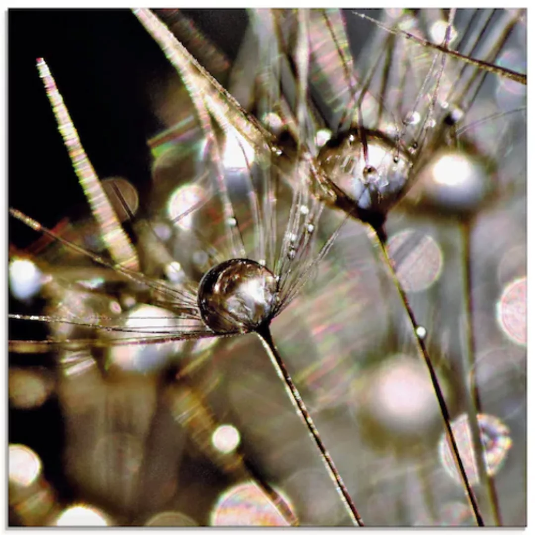 Artland Glasbild »Pusteblume mit Wasserperlen«, Blumen, (1 St.), in verschi günstig online kaufen