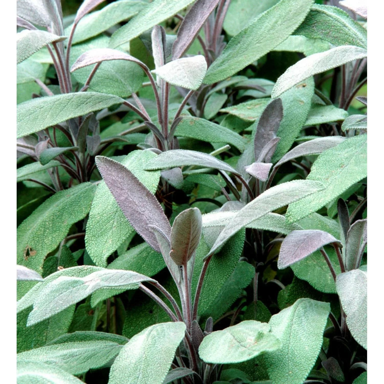 Echter Salbei Nazareth - Salvia officinalis günstig online kaufen