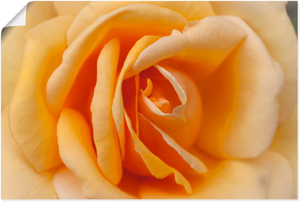Artland Wandbild "Zarte Rose in Orange", Blumenbilder, (1 St.), als Leinwan günstig online kaufen
