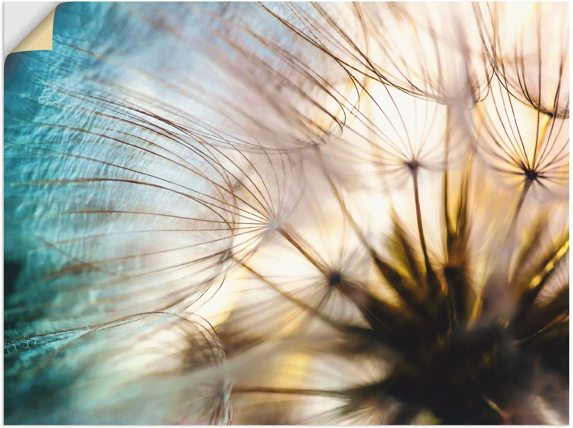 Artland Wandbild "Pusteblume Makro abstrakt", Blumen, (1 St.), als Alubild, günstig online kaufen