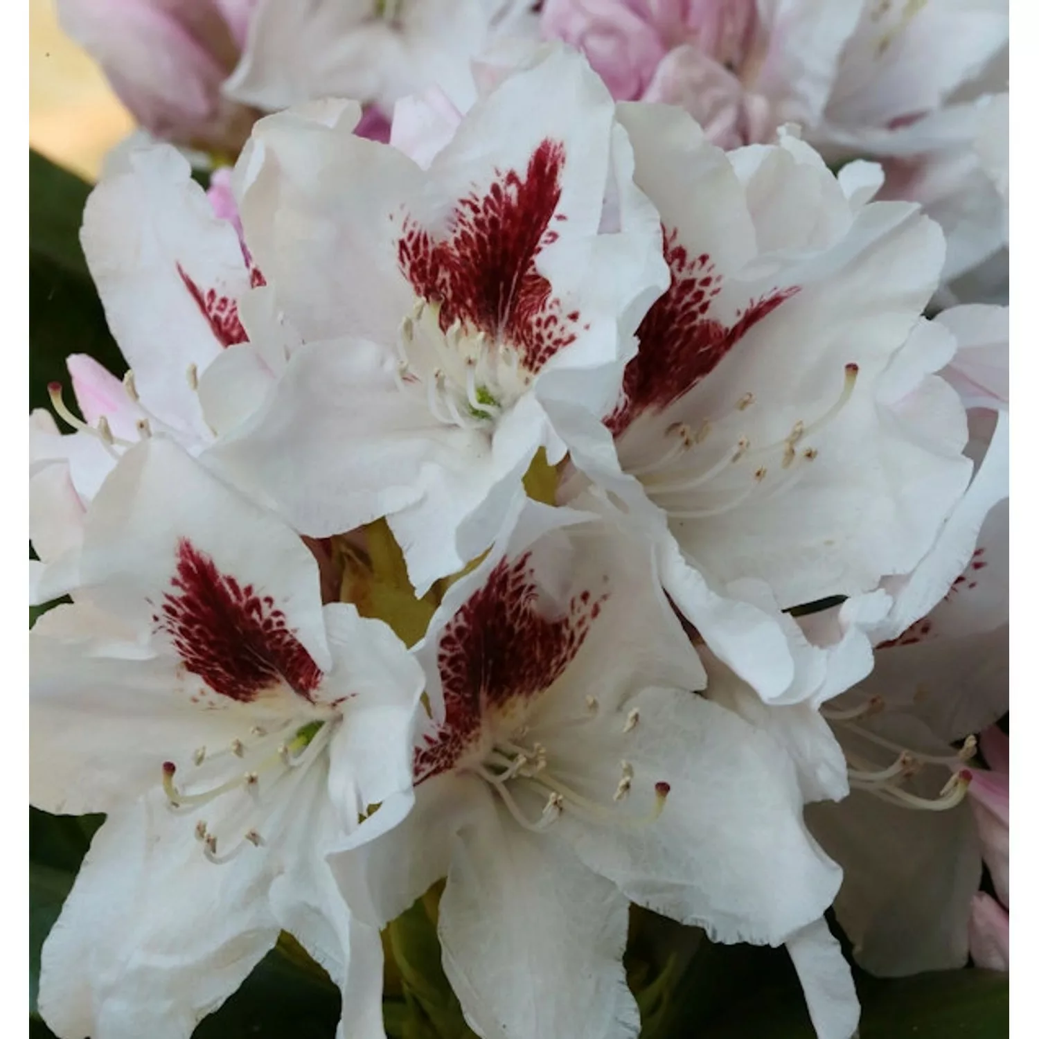 Großblumige Rhododendron Herbstgruß 30-40cm - Alpenrose günstig online kaufen