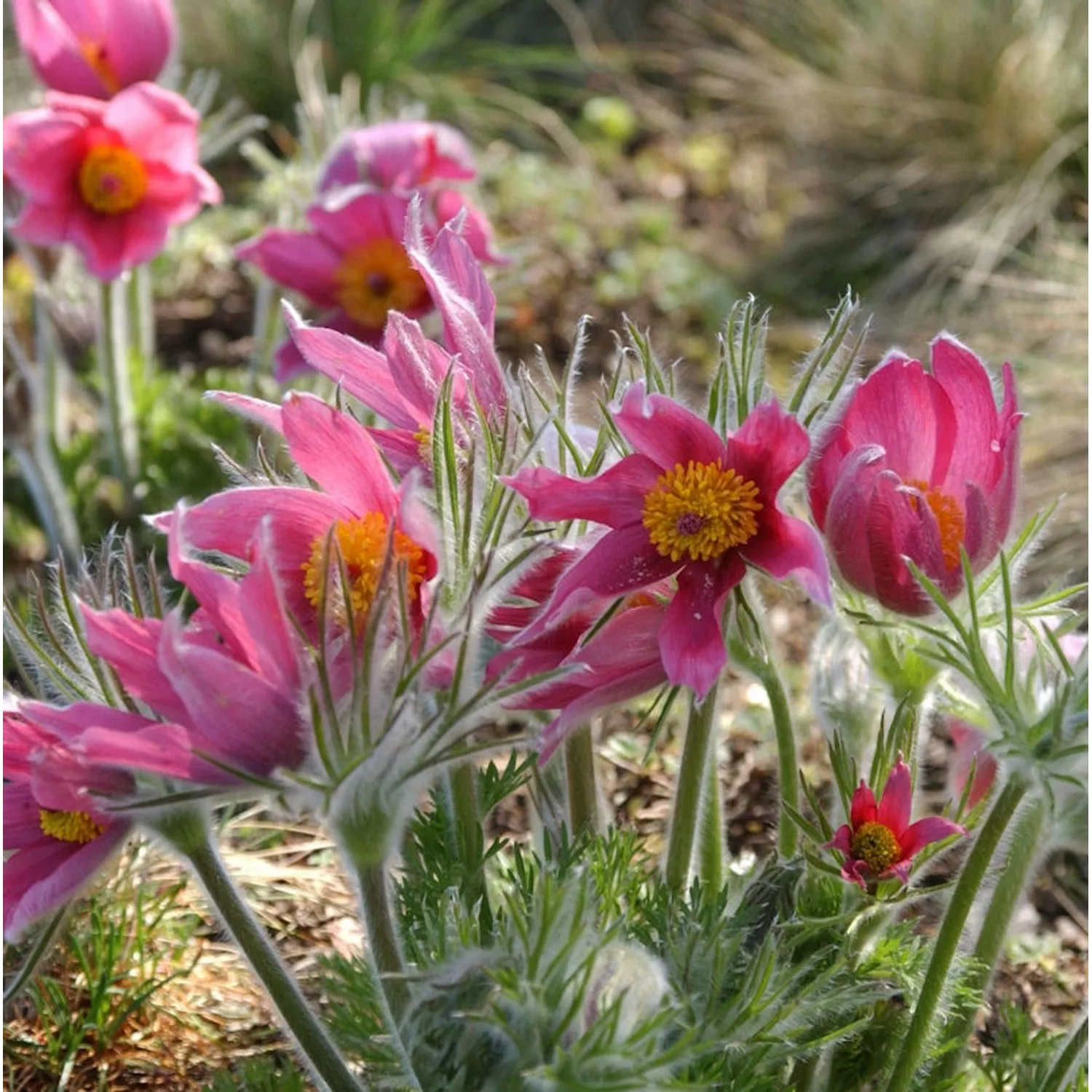 Küchenschelle Prima Papagena - Pulsatilla vulgaris günstig online kaufen