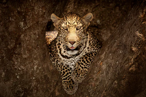 Papermoon Fototapete »Photo-Art OZKAN OZMEN, LEOPARD RUHT AUF EINEM BAUM IN günstig online kaufen