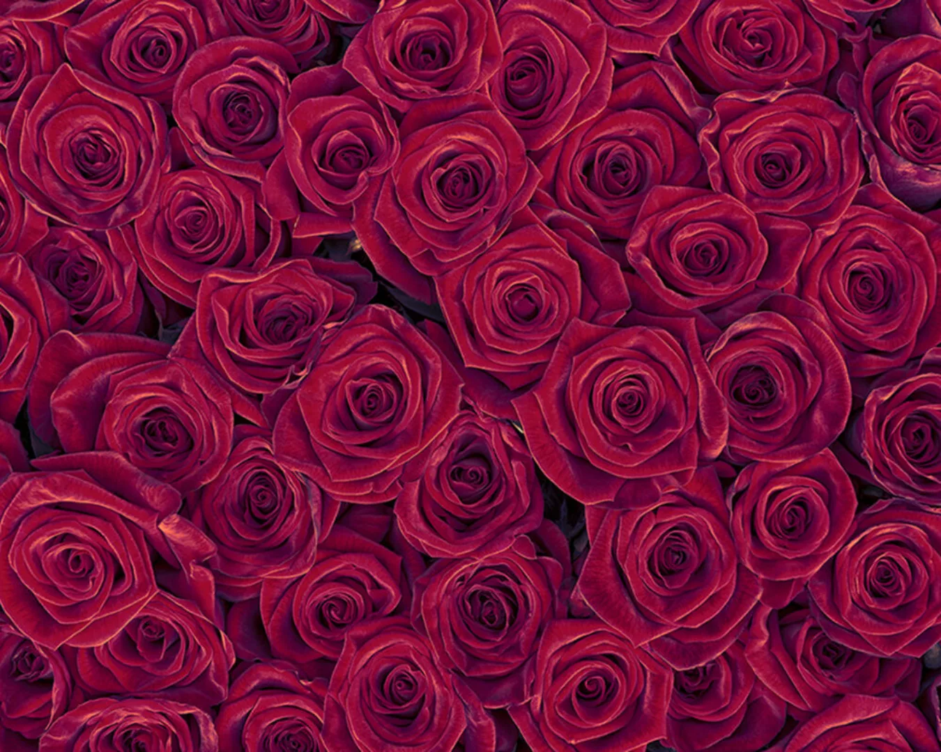 Fototapete "Red Roses" 4,00x2,67 m / Glattvlies Perlmutt günstig online kaufen