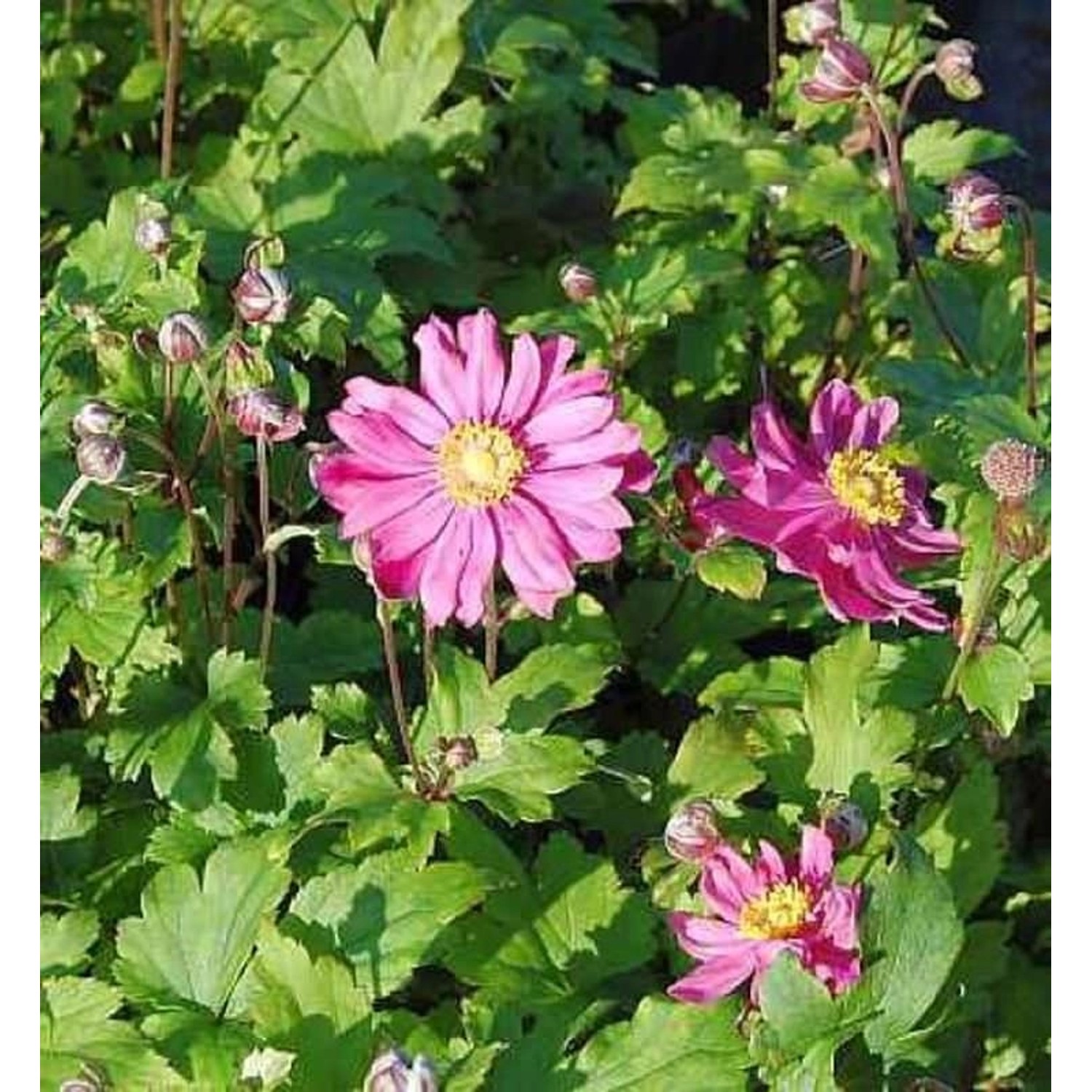 Windröschen Rubra - Anemone multifida günstig online kaufen