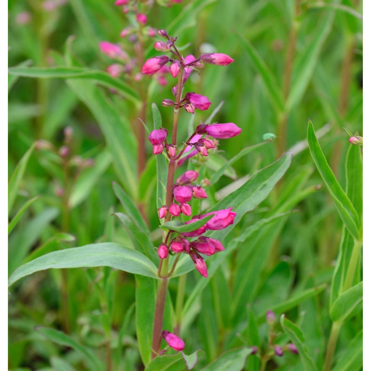 Bartfaden Midnight - Penstemon cultorum günstig online kaufen