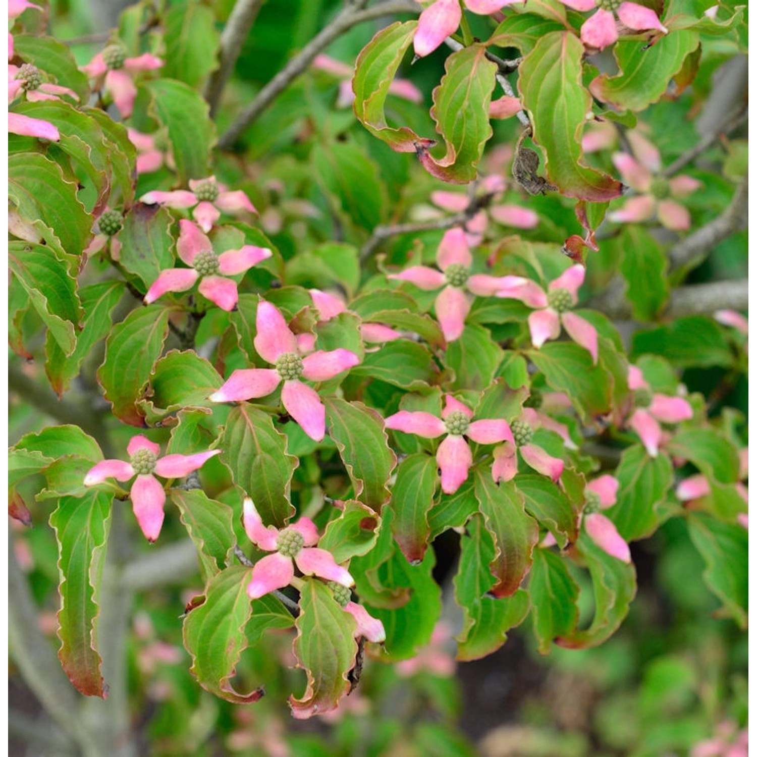 Japanischer Blumen Hartriegel Beni Fuji 40-60cm - Cornus kousa günstig online kaufen