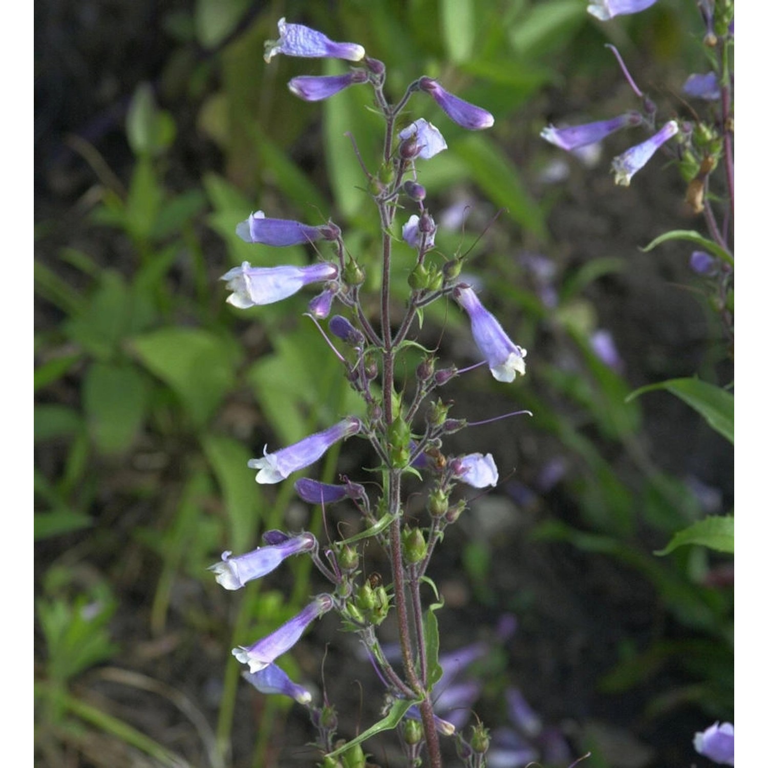 verschiedenblättriger Bartfaden Züriblau - Penstemon heterophyllus günstig online kaufen