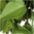 Creativ green Kunstranke "Philodendron-Hängezopf" günstig online kaufen
