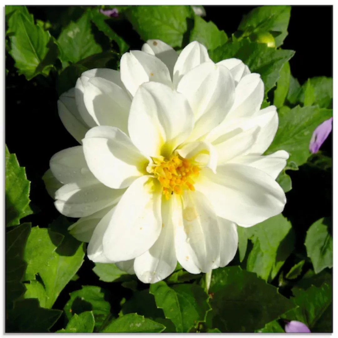 Artland Glasbild "Weiße Dahlienblüte", Blumen, (1 St.) günstig online kaufen