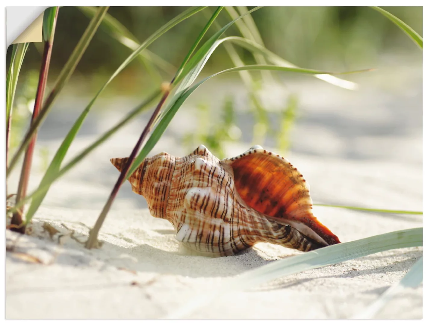 Artland Wandbild "Große Muschel am Strand", Wassertiere, (1 St.) günstig online kaufen