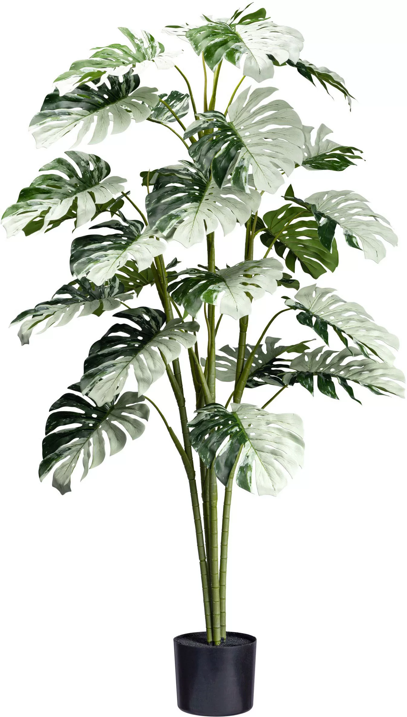 Creativ green Künstliche Zimmerpflanze "Monstera Variegata Halfmoon", mit a günstig online kaufen