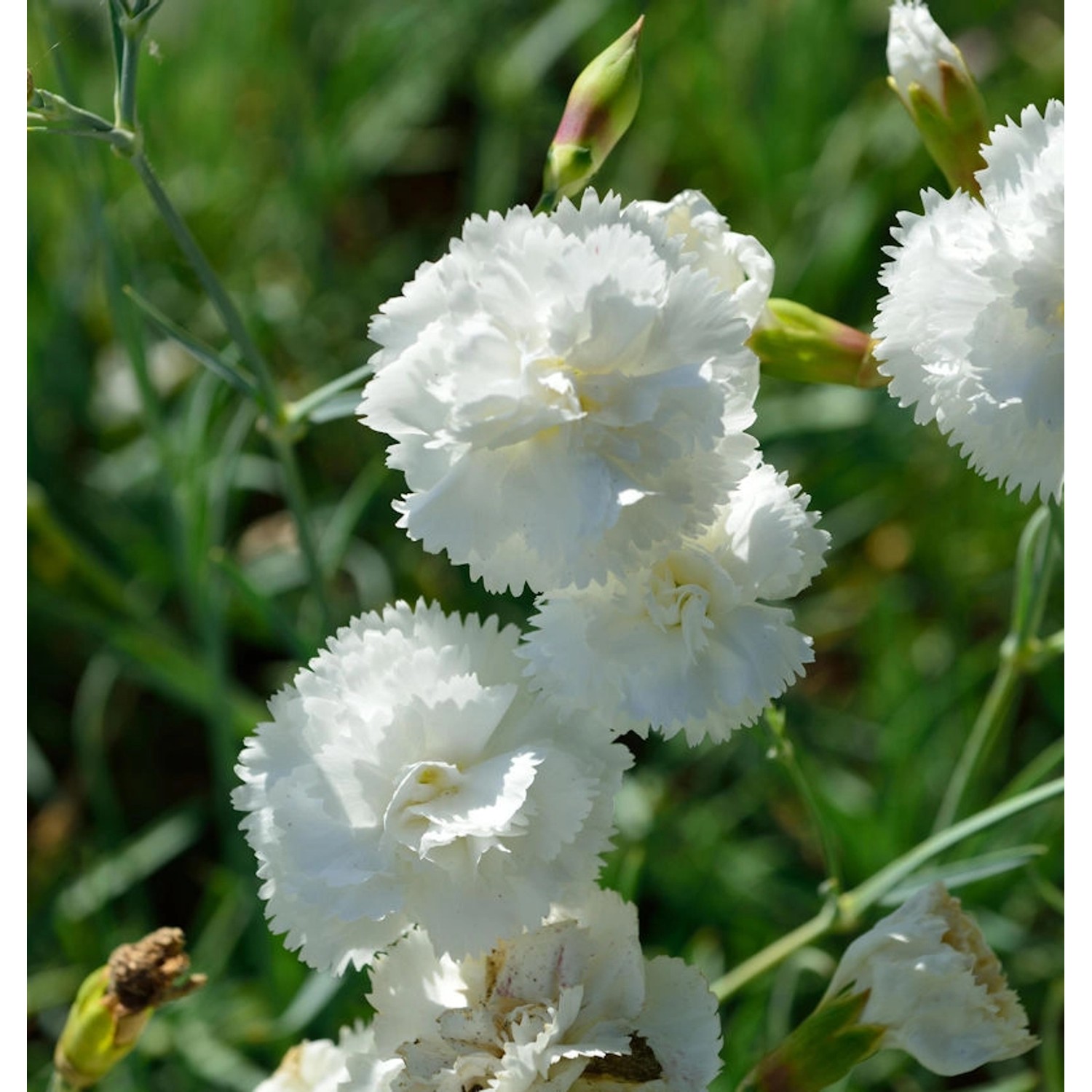 Federnelke Haytor White - Dianthus plumarius günstig online kaufen