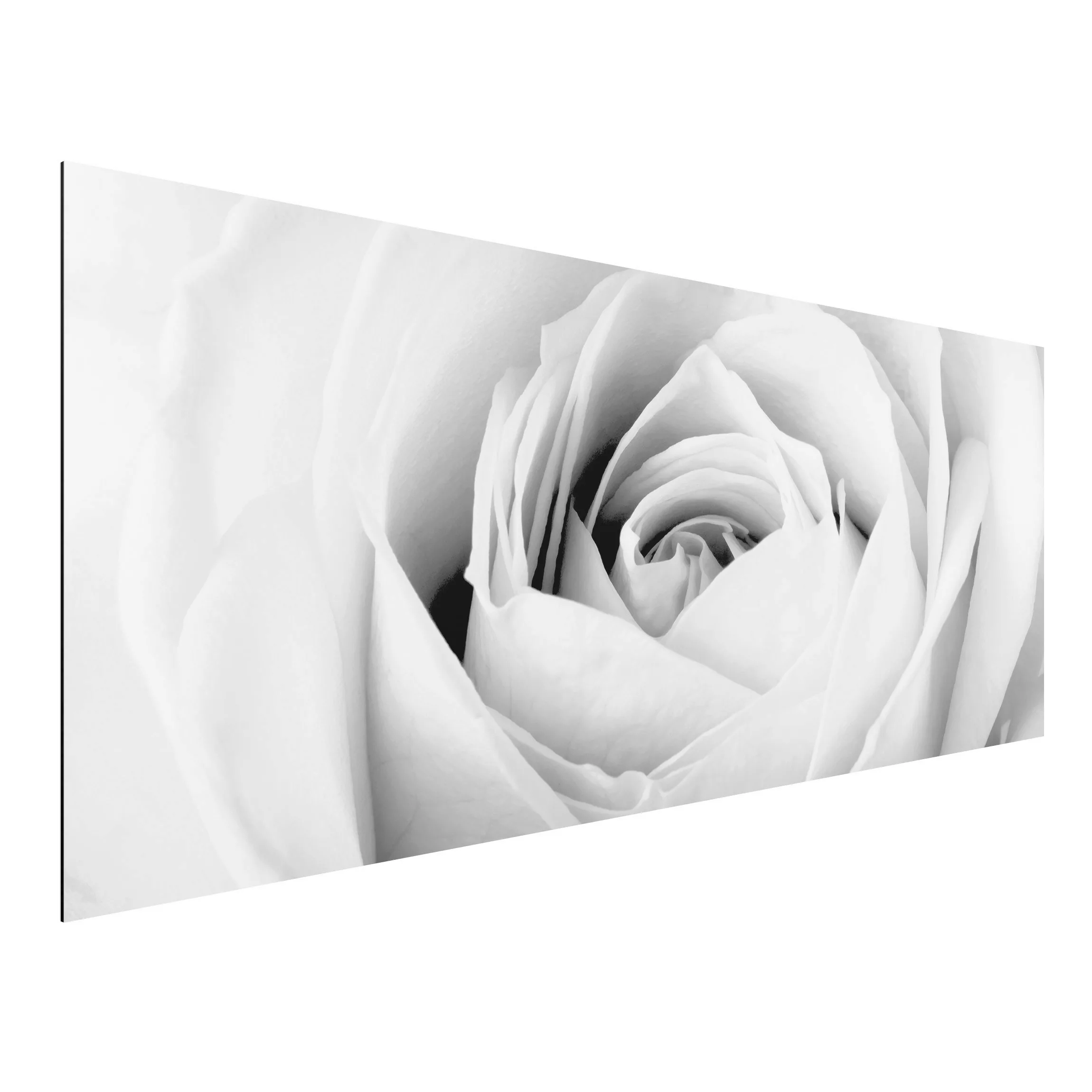 Alu-Dibond Bild Schwarz-Weiß - Panorama Close Up Rose günstig online kaufen