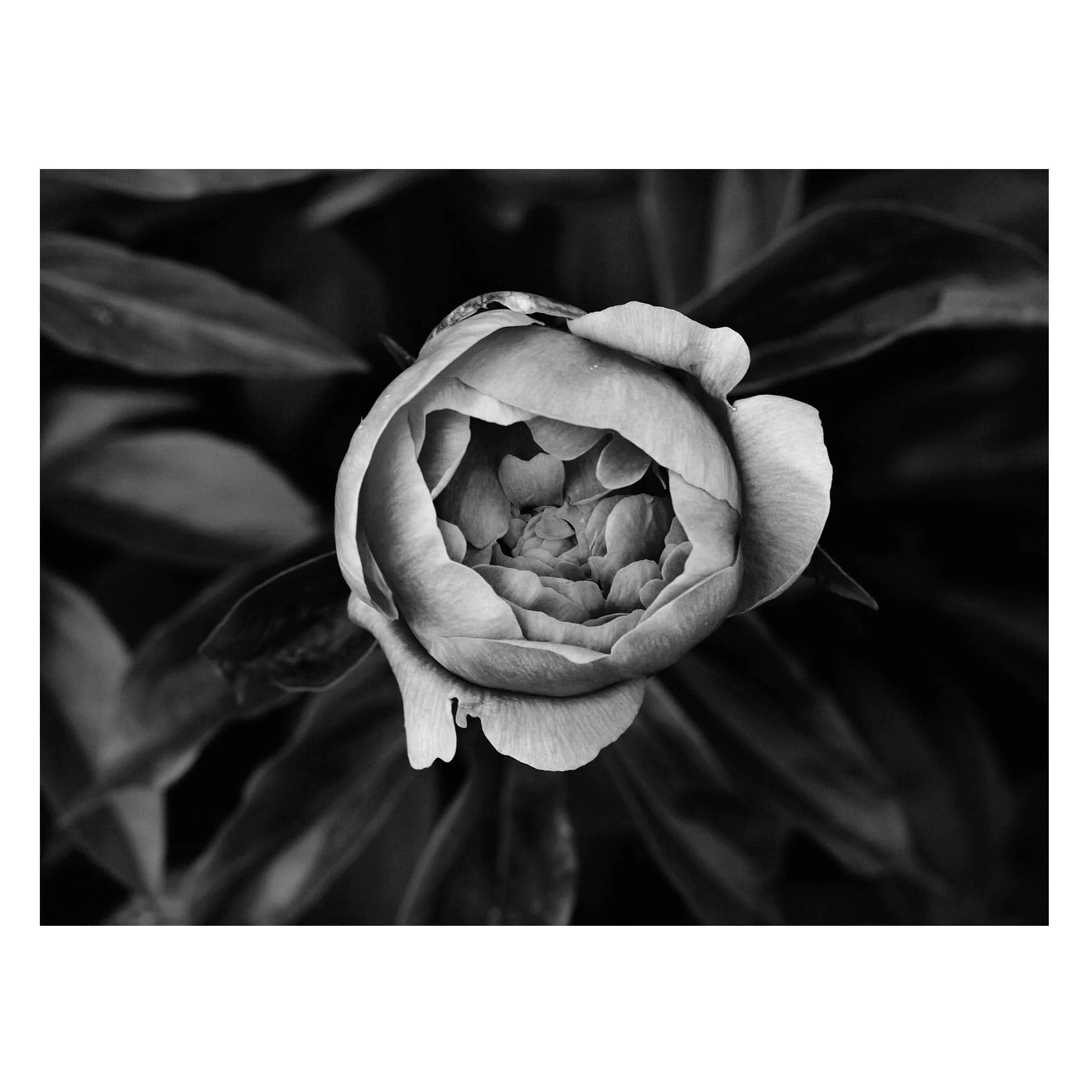 Magnettafel Blumen - Querformat 4:3 Pfingstrosenblüte vor Blättern Schwarz günstig online kaufen
