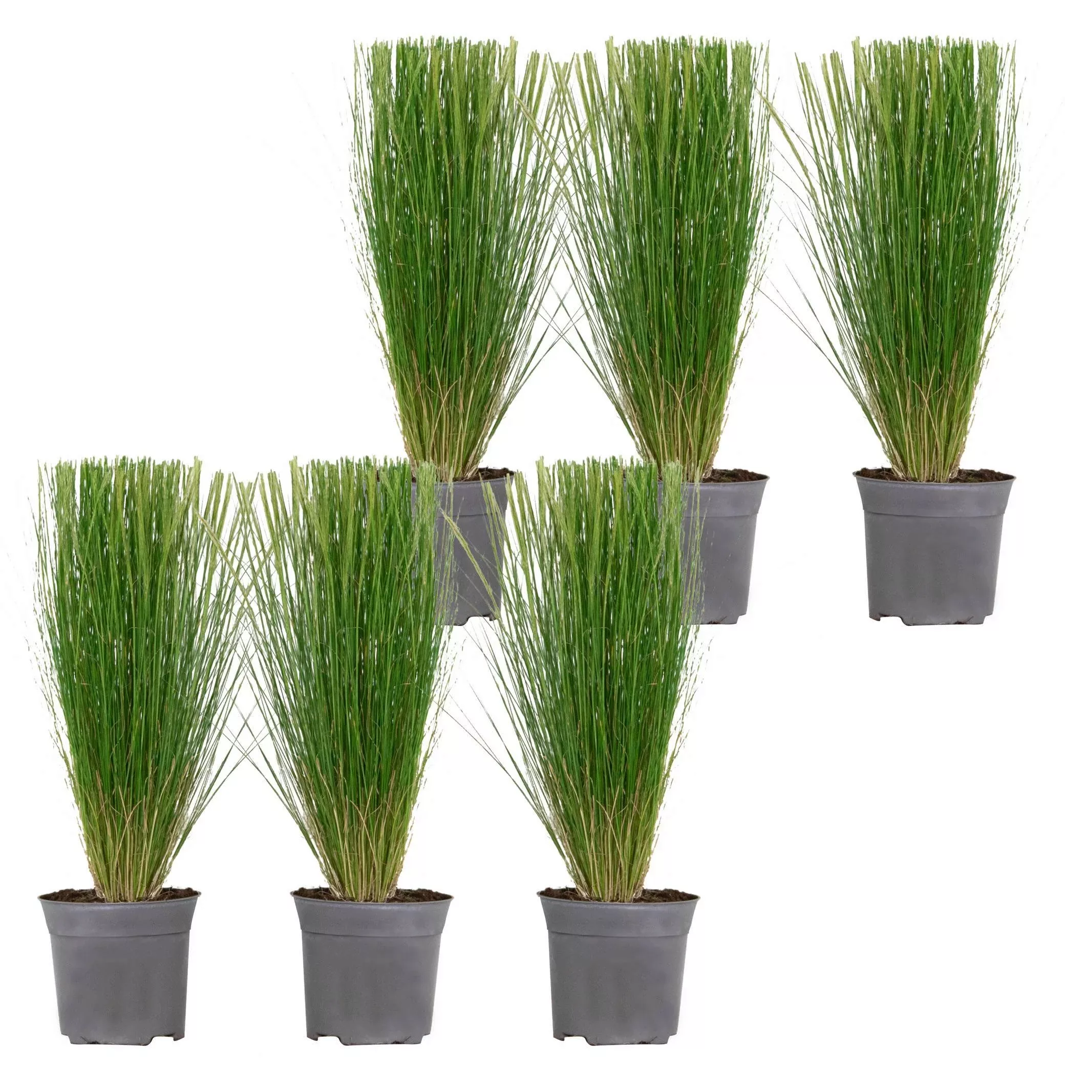 Casa Caron | Set mit 6 Stipa tenuifolia-Pferdeschwänzen günstig online kaufen