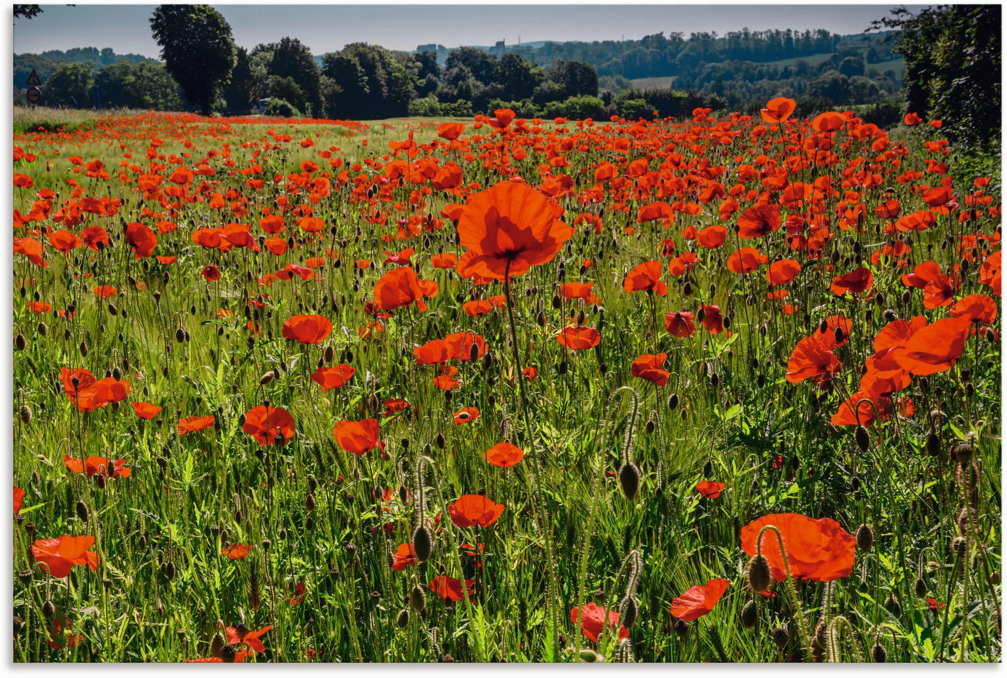 Artland Alu-Dibond-Druck "Mohnblumenwiese II", Blumenwiese, (1 St.), für In günstig online kaufen