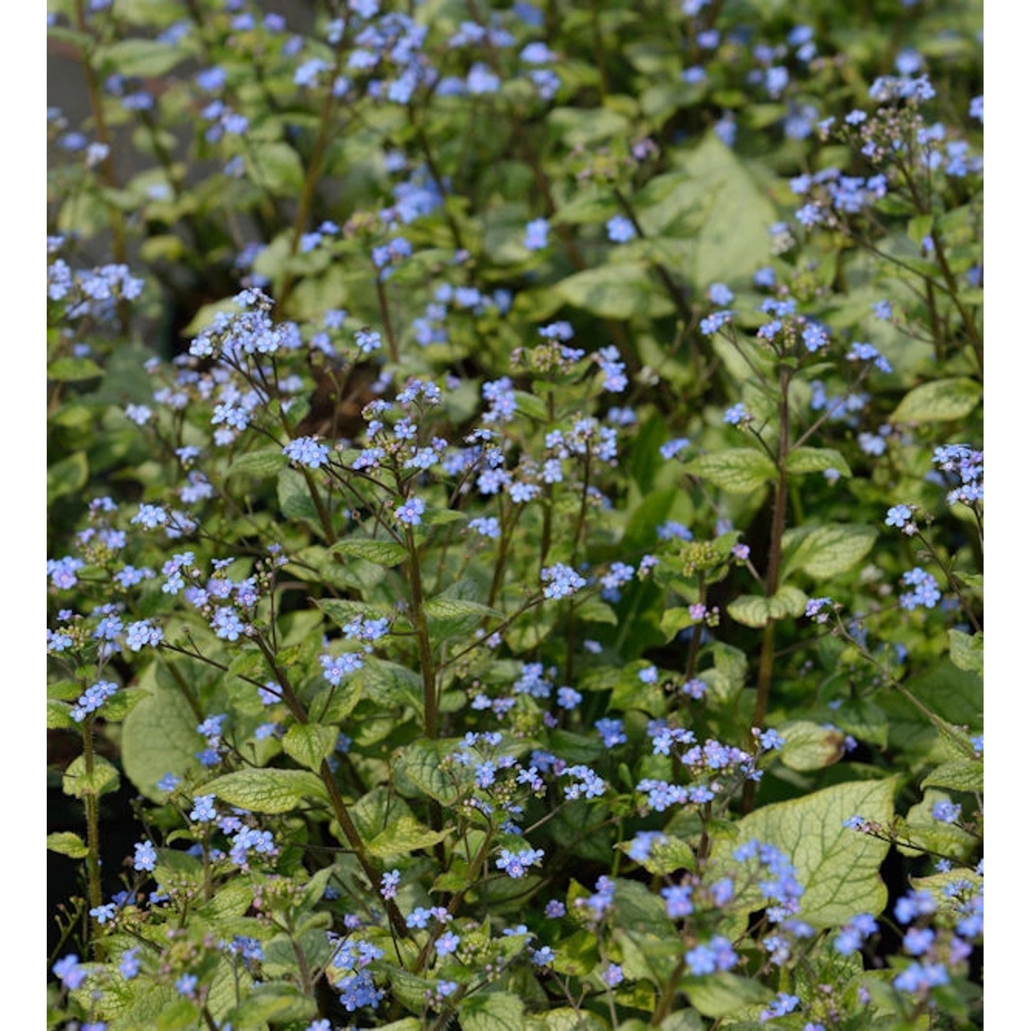 Kaukasus Vergißmeinnicht Looking Glas - Brunnera macrophylla günstig online kaufen