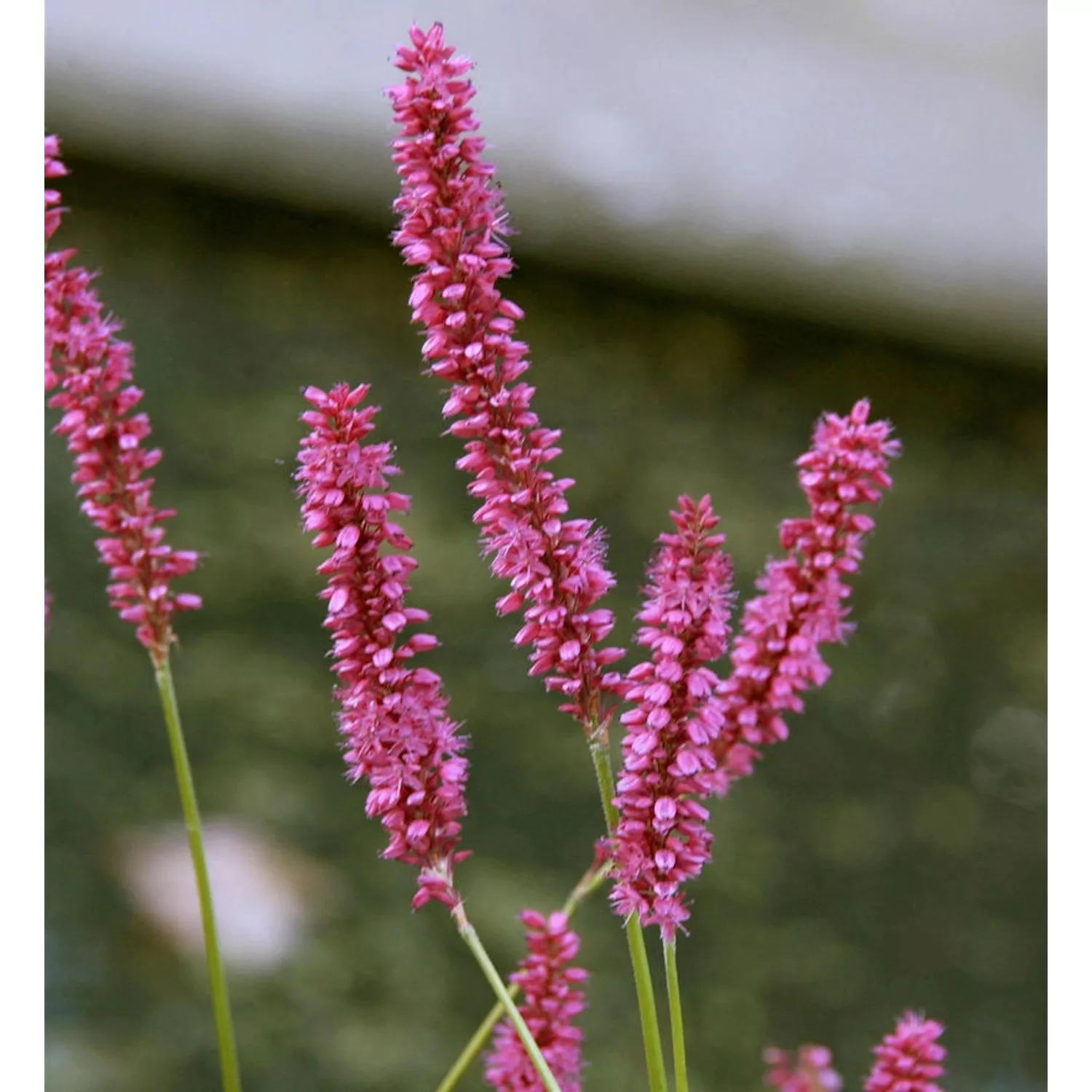 Kerzenknöterich Pink Elephant - Persicaria amplexicaulis günstig online kaufen