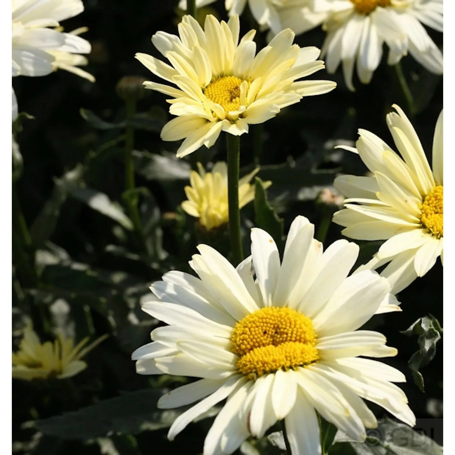 Gartenmargerite Sonnenschein - Leucanthemum superbum günstig online kaufen