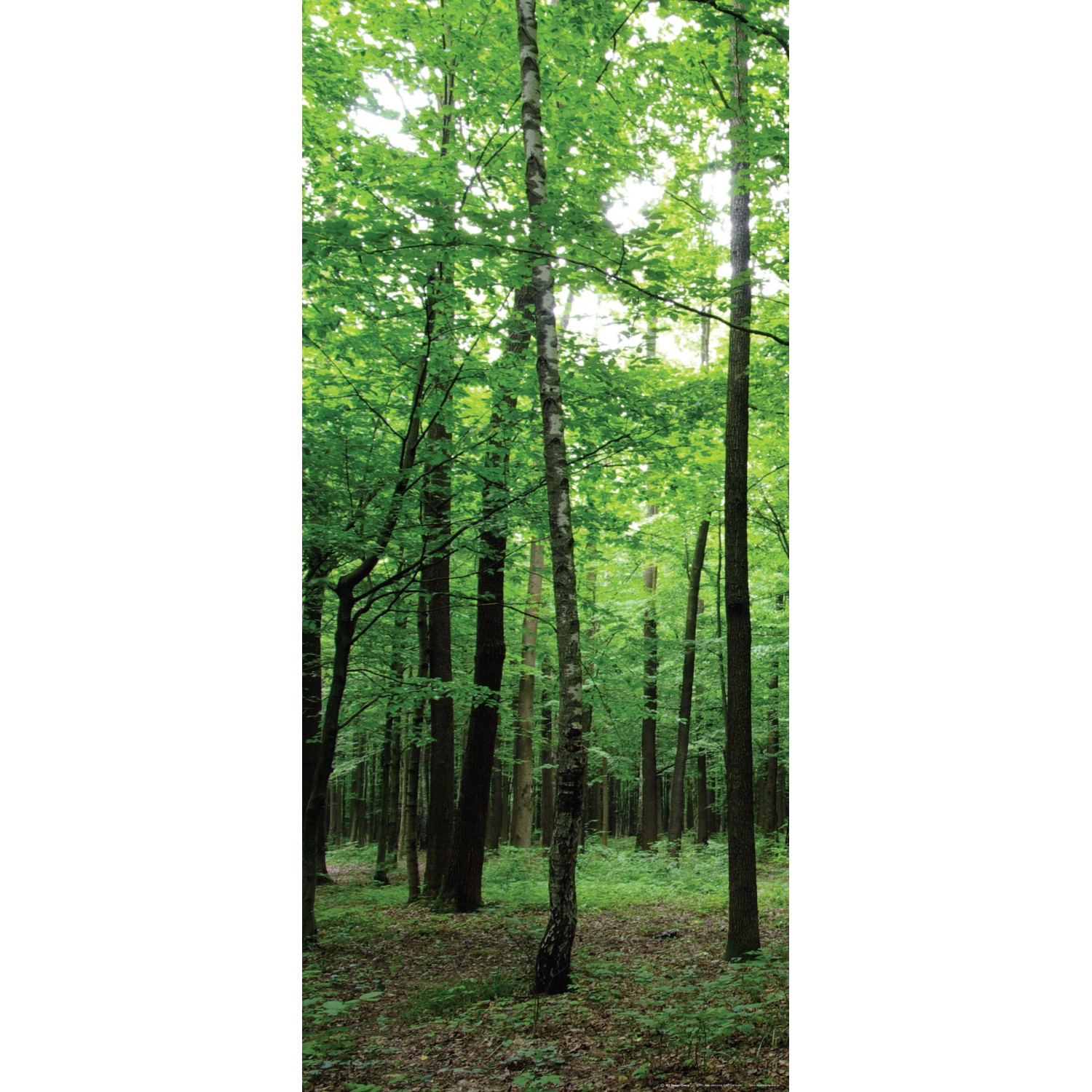 Sanders & Sanders Poster Bewaldete Landschaft Grün 90 x 202 cm 600829 günstig online kaufen