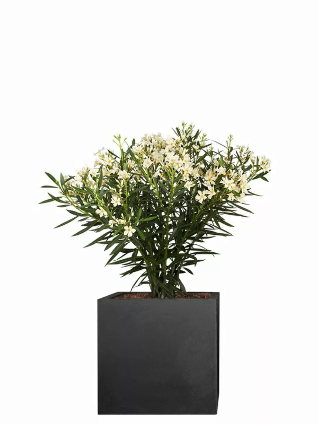 Oleander (Nerium oleander) 60cm - Wei günstig online kaufen