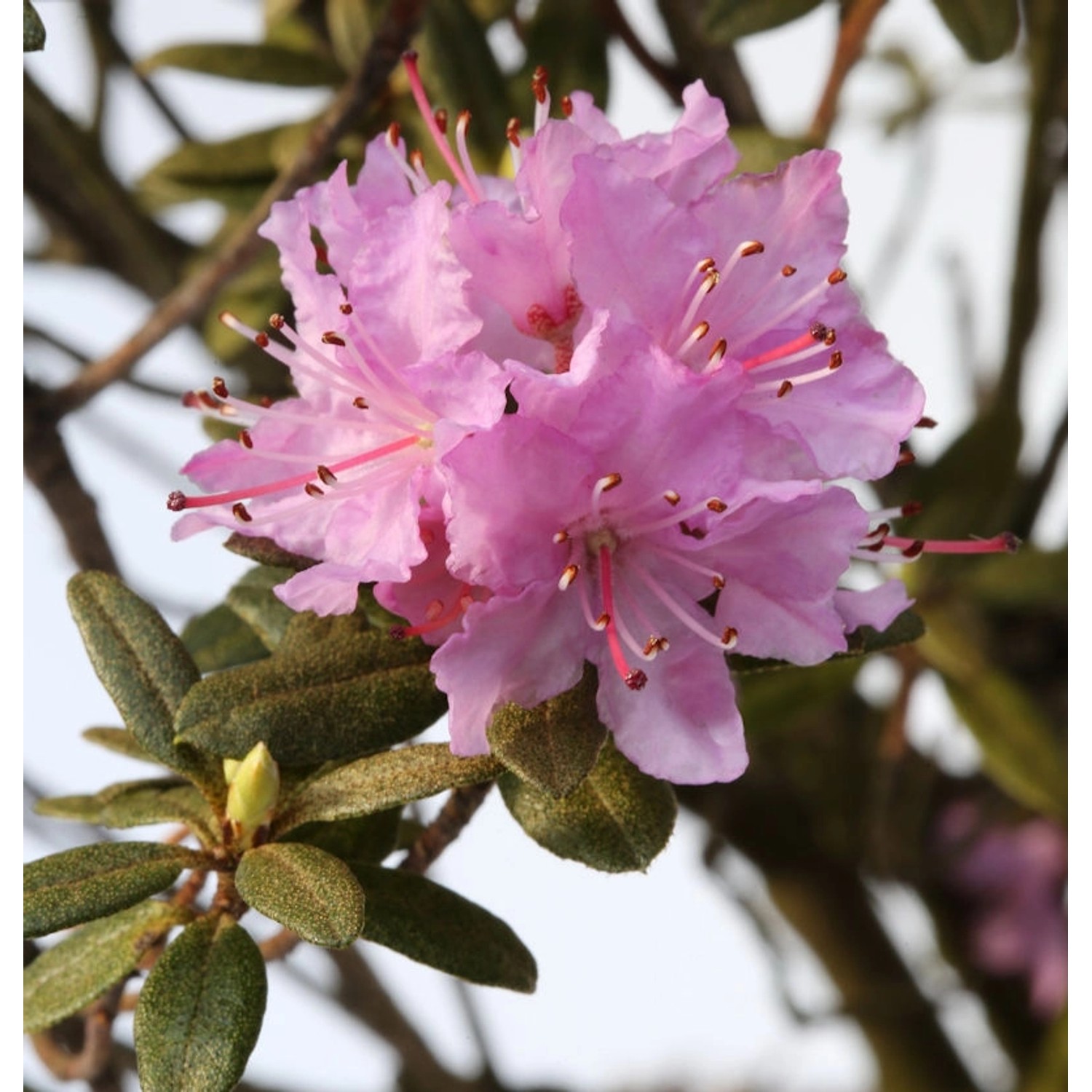 Lappland Alpenrose 40-50cm - Rhododendron lapponicum günstig online kaufen