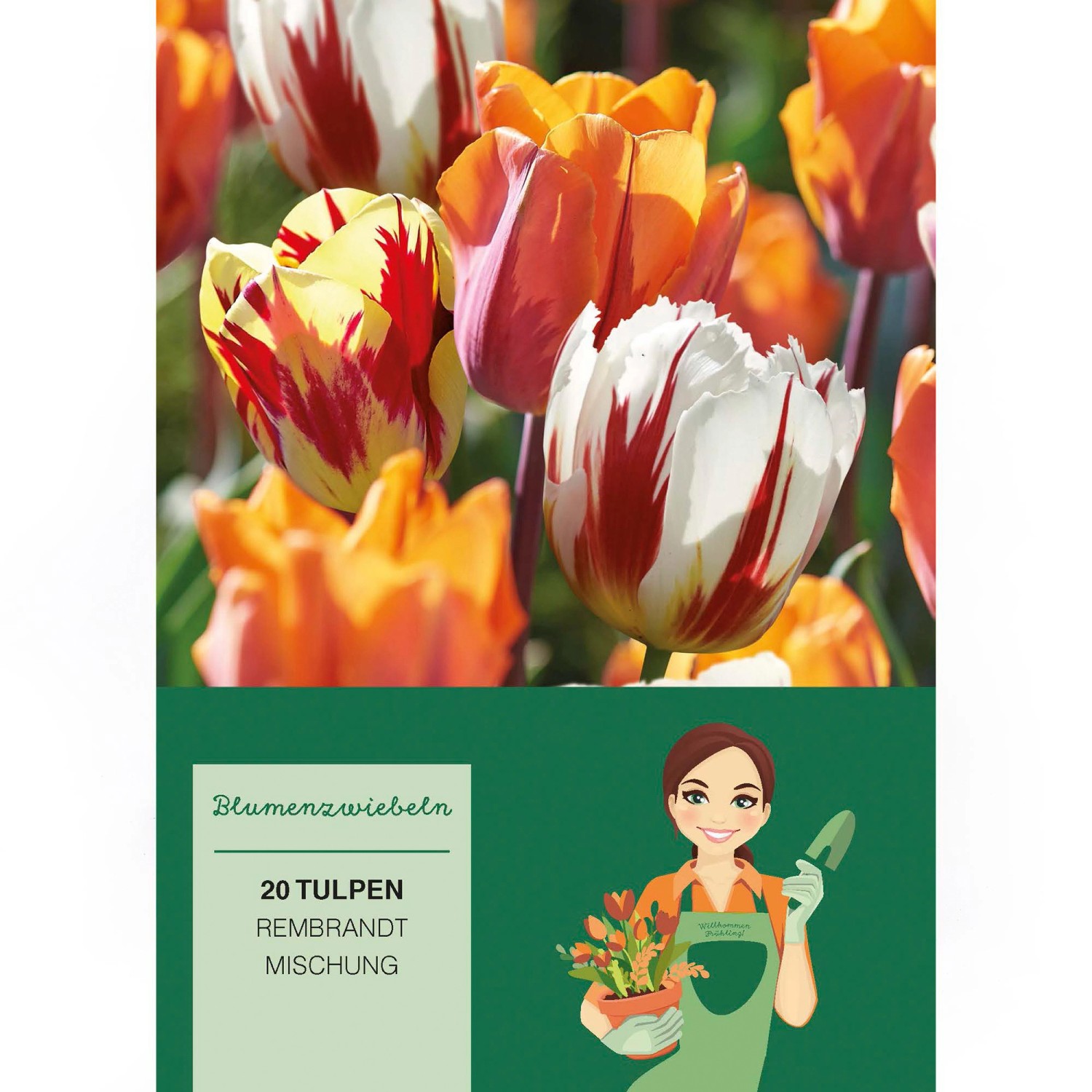 Tulipa Rembrandt Mischung 20 Stück Tulipa Rembrandt günstig online kaufen