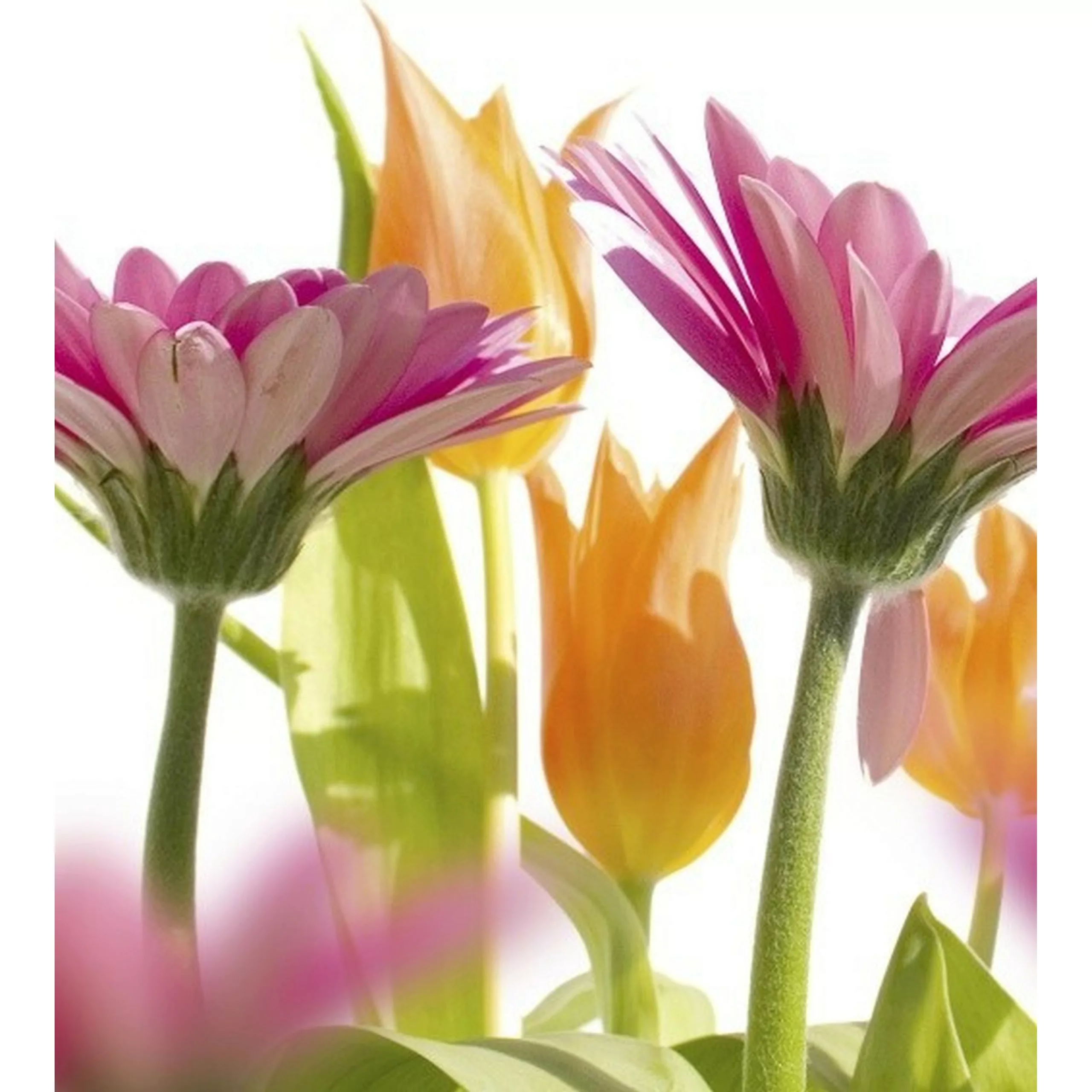 Fototapete SPRING FLOWERS  | MS-3-0142 | Orange | Digitaldruck auf Vliesträ günstig online kaufen