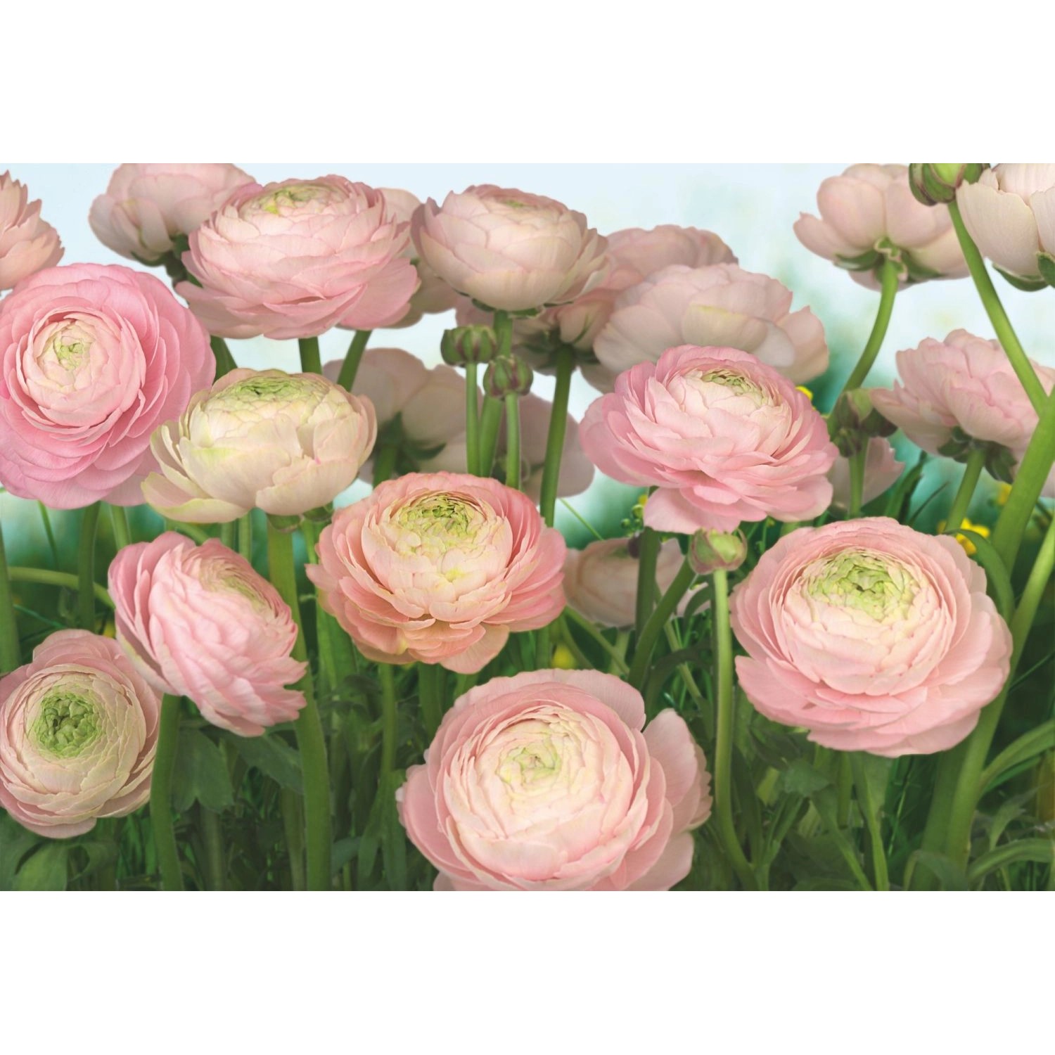 Komar Fototapete Gentle Rosé Rosa und Grün 368 x 254 cm 611016 günstig online kaufen