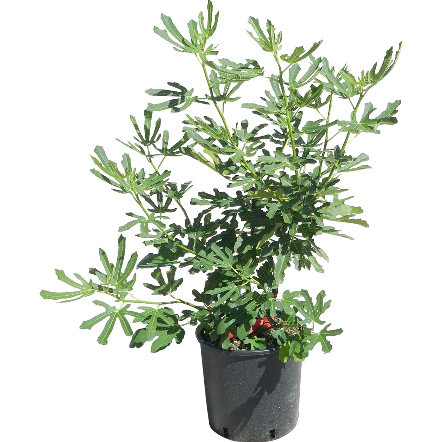 GROW by OBI Echte Feige Höhe ca. 50 - 60 cm Topf ca. 10 l Ficus carica günstig online kaufen