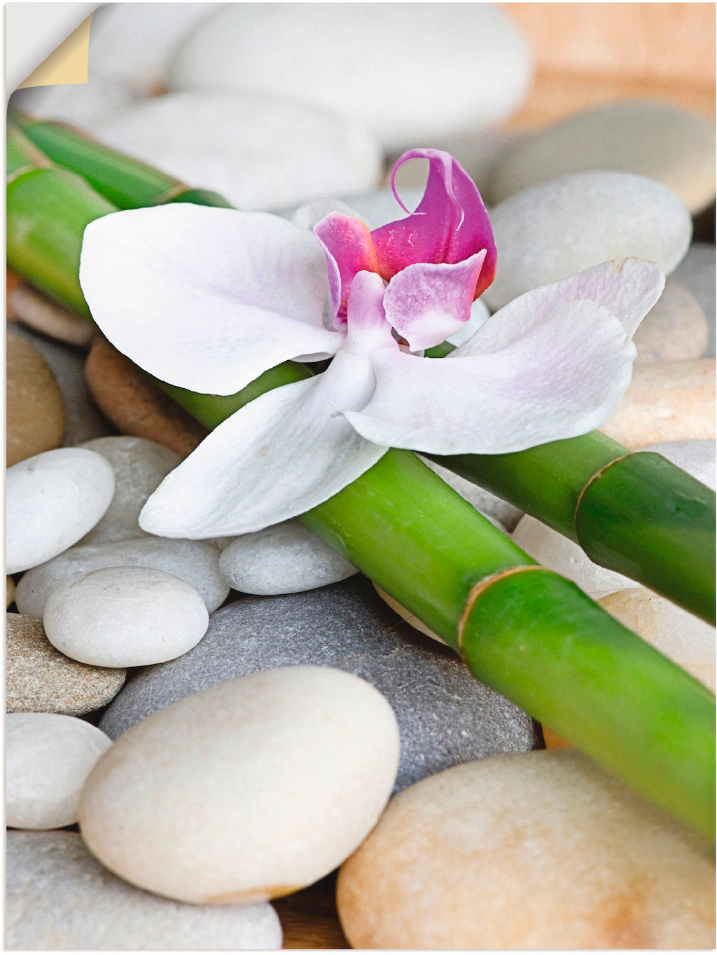 Artland Wandbild »Zen Orchidee«, Zen, (1 St.), als Alubild, Outdoorbild, Le günstig online kaufen
