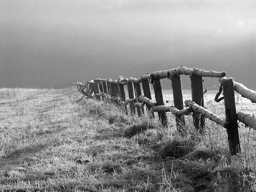 Papermoon Fototapete »Feld Schwarz & Weiß« günstig online kaufen