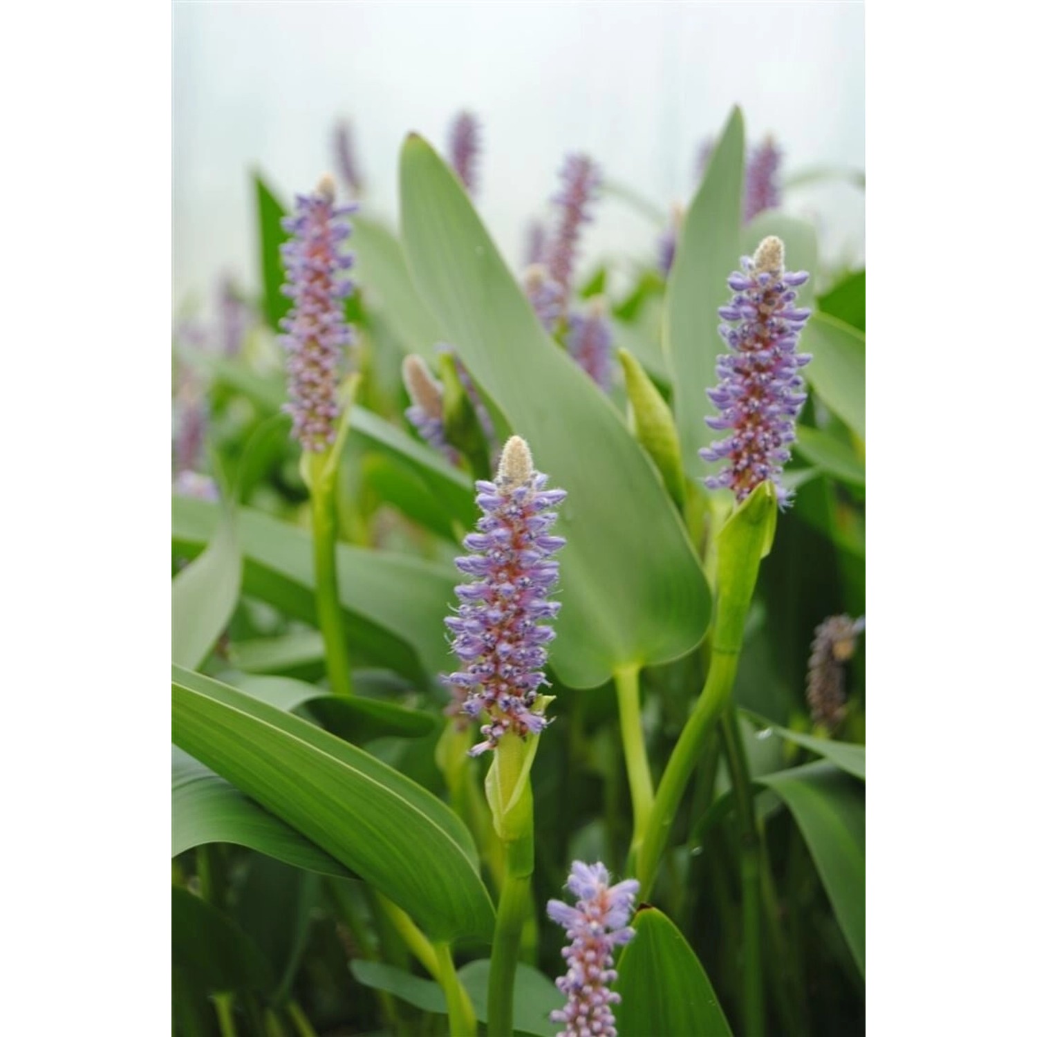 Pontederia Cordata Var.lanceolata Hechtkraut Ca. 9x9 cm Topf günstig online kaufen