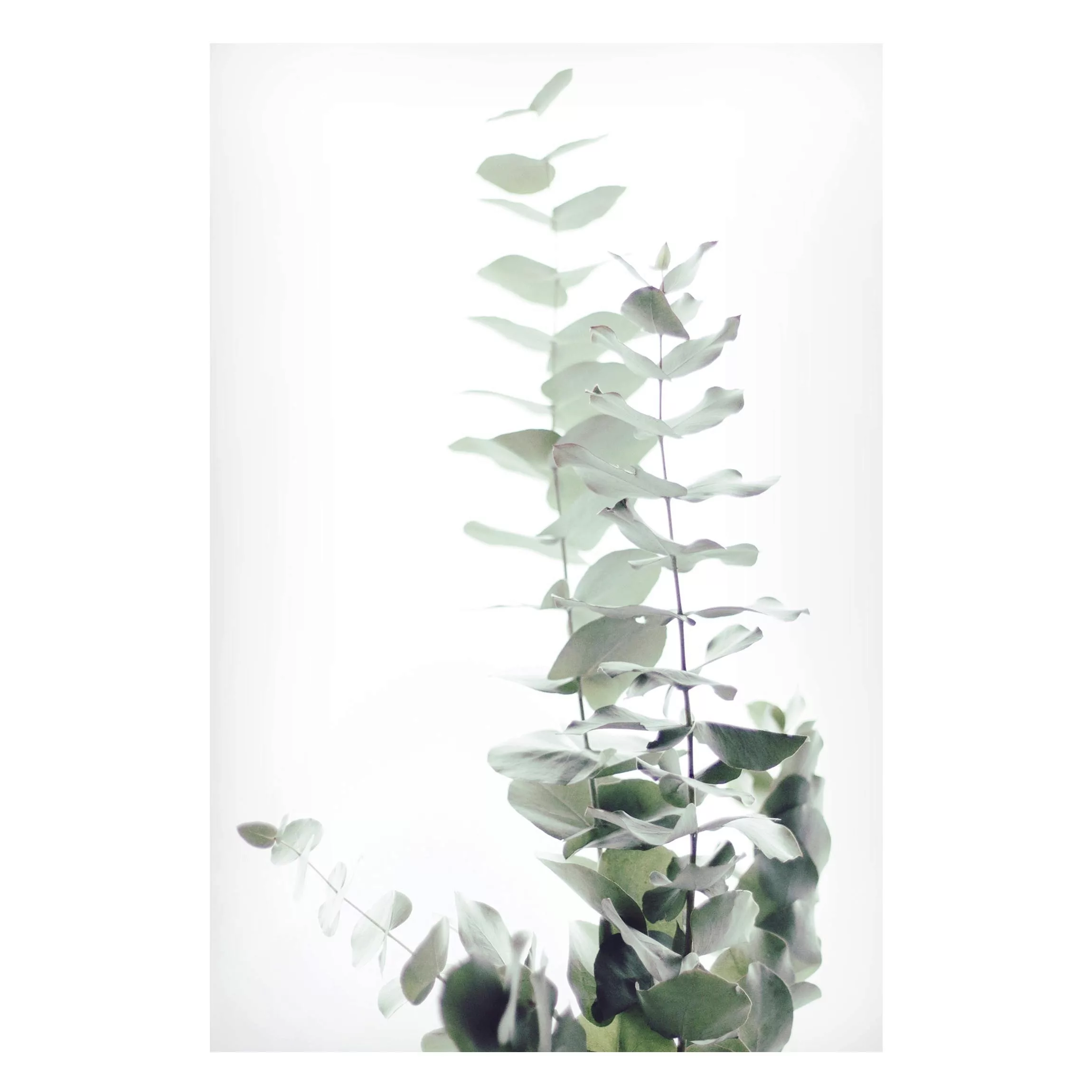 Magnettafel Eukalyptus im Weißen Licht günstig online kaufen