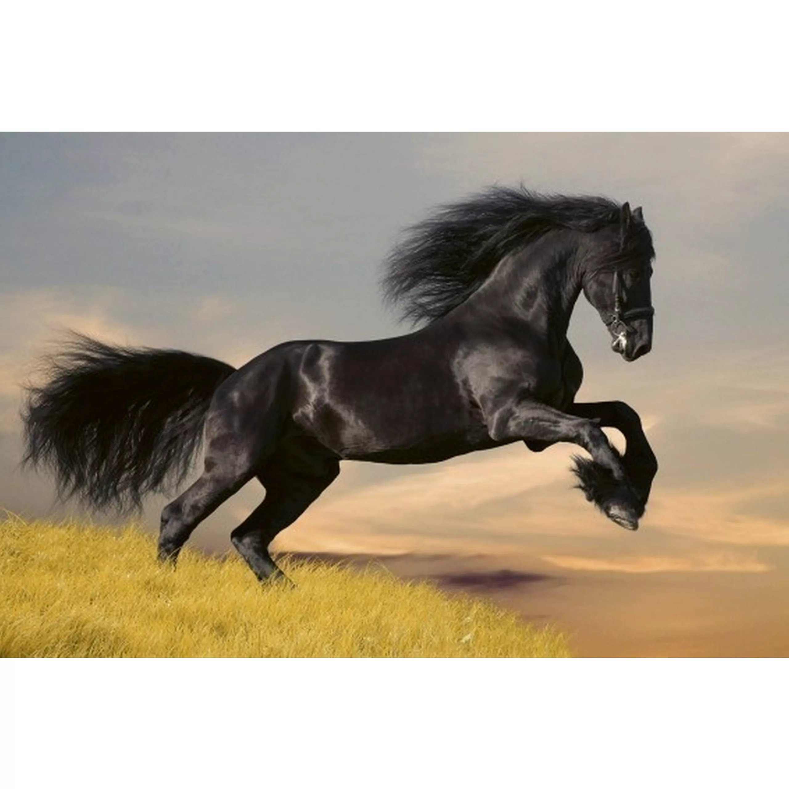 Fototapete HORSE  | MS-5-0228 | Schwarz | Digitaldruck auf Vliesträger günstig online kaufen