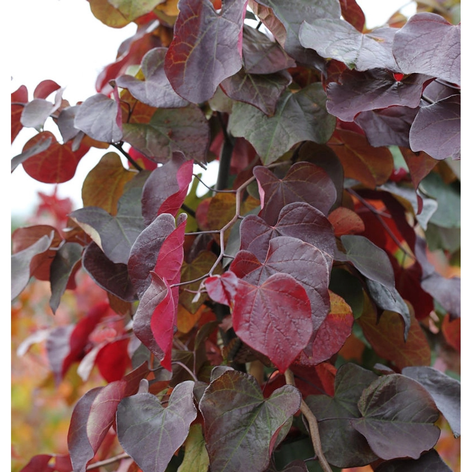 Kanadischer Judasbaum Merlot 100-125cm - Cercis canadensis günstig online kaufen