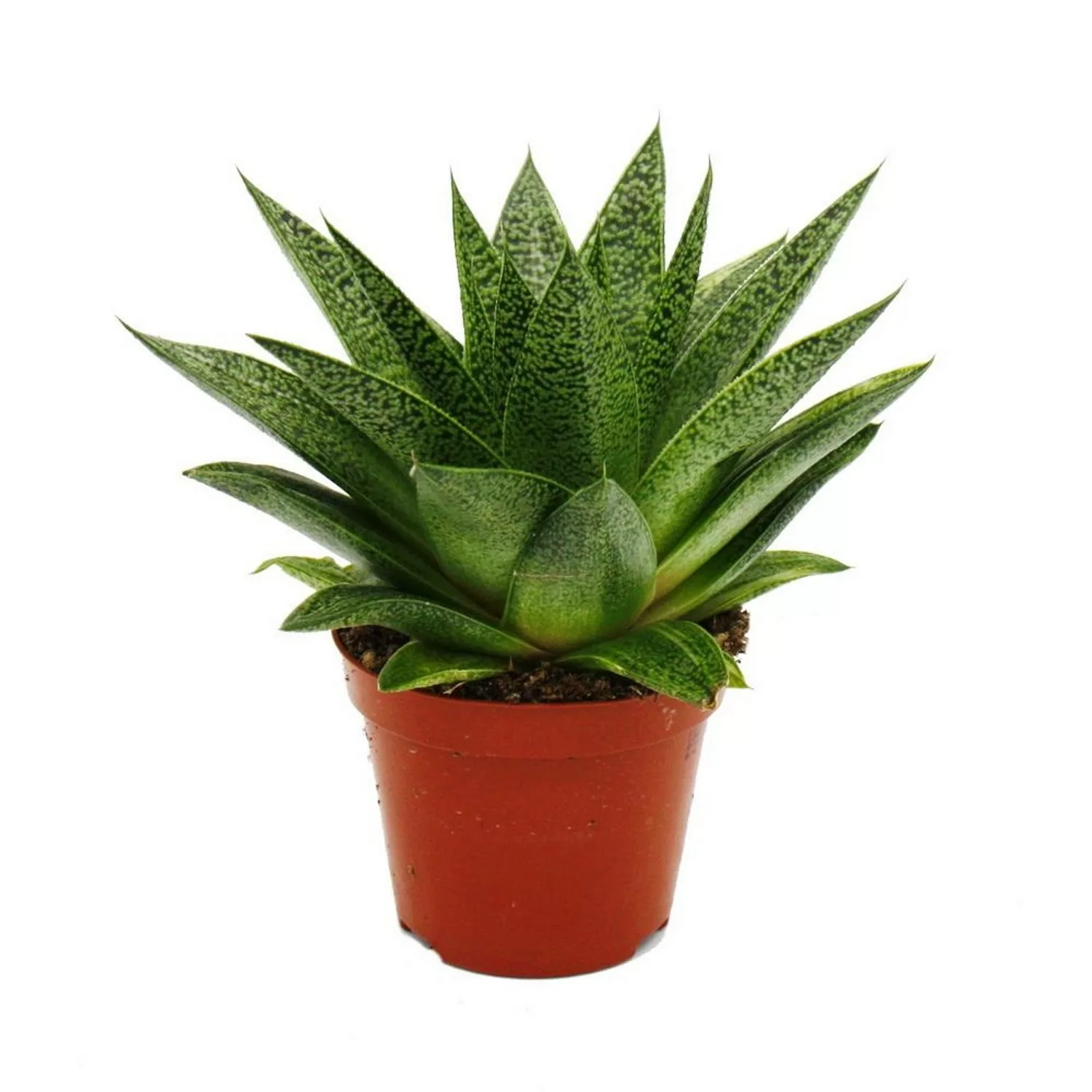 Exotenherz Sukkulente Gasteria D Tiga Gasterie 8,5cm Topf günstig online kaufen