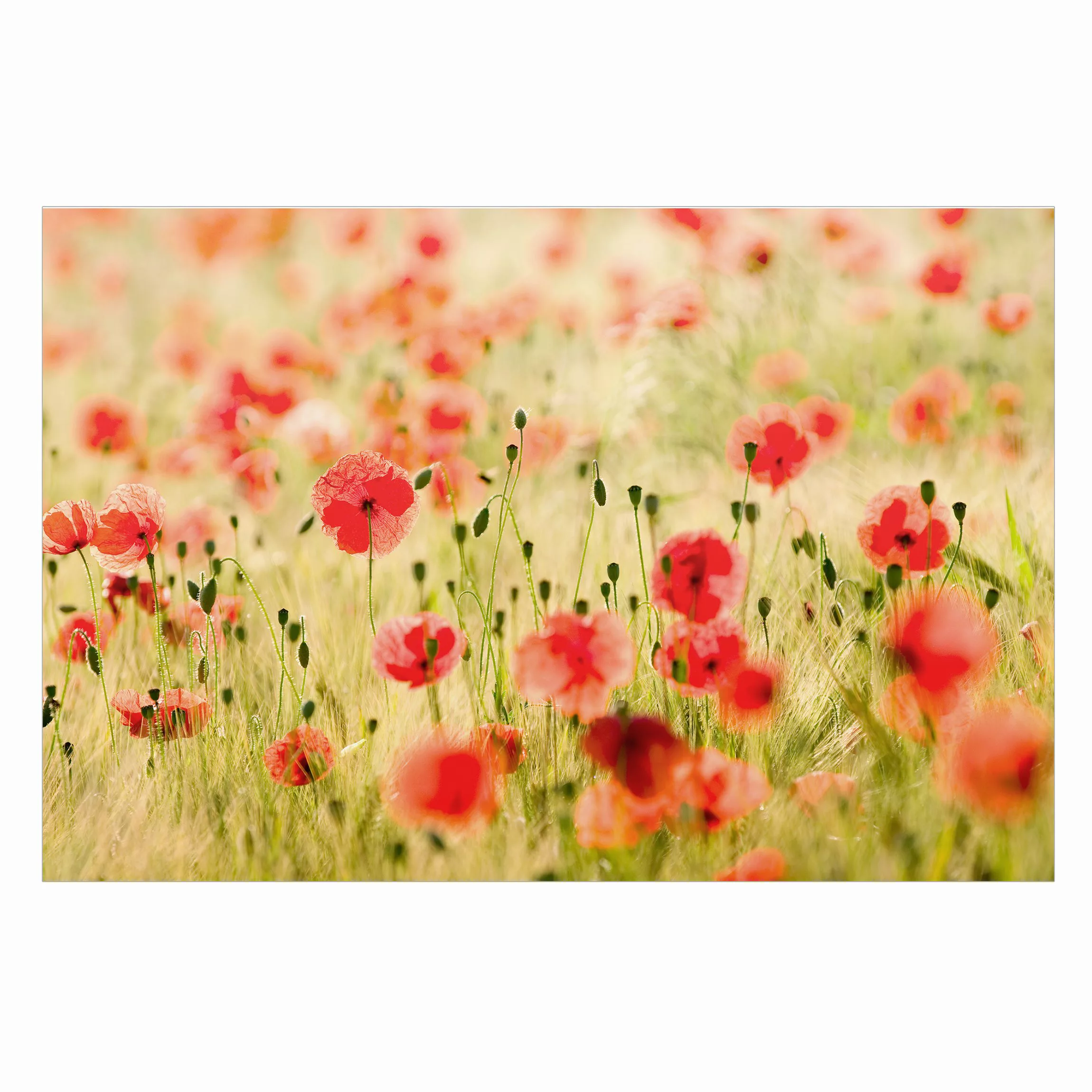 Fensterfolie Summer Poppies günstig online kaufen