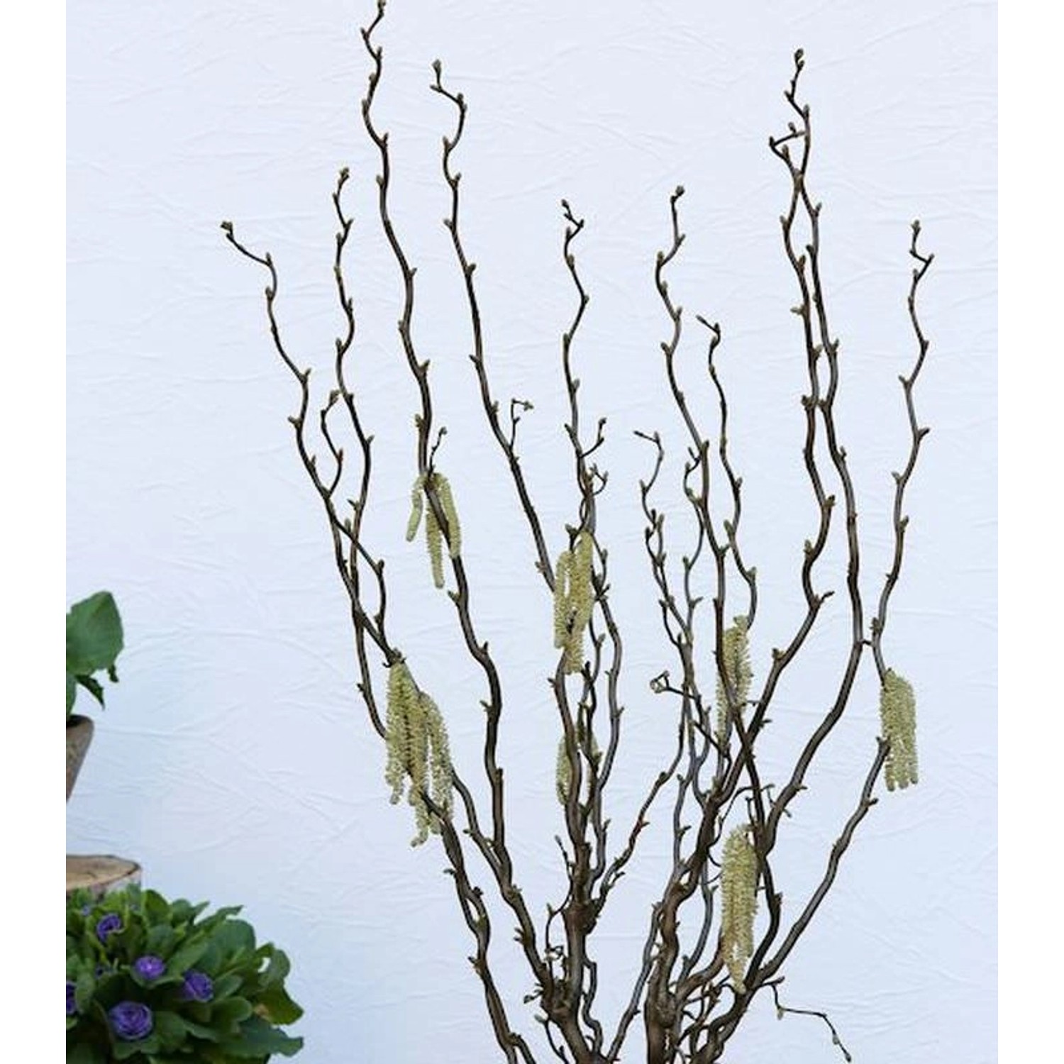 Aufrechte Korkenzieherhasel Twister 40-60cm - Corylus avellana günstig online kaufen